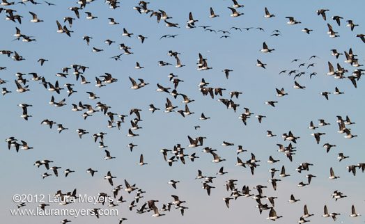 Brants in flight
