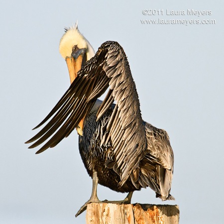 Brown Pelican Adult