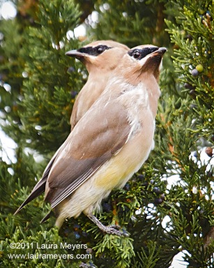 Cedar Waxwings