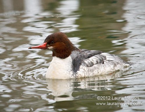 Common Merganser Female