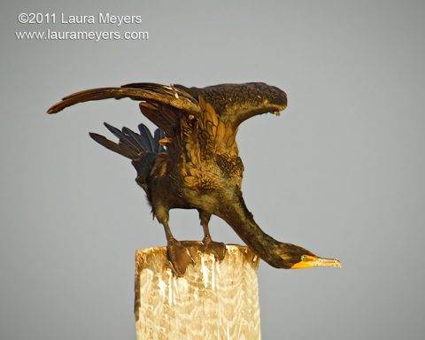 Double-crested Cormorant