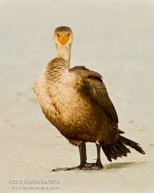 Double-crested Cormorant immature