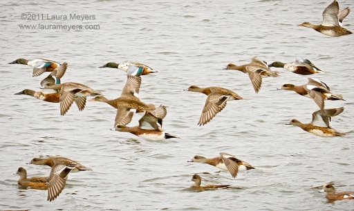 Ducks in flight