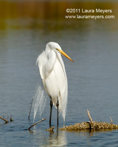 Great Egret