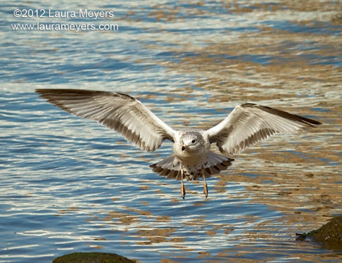 Gull in flight