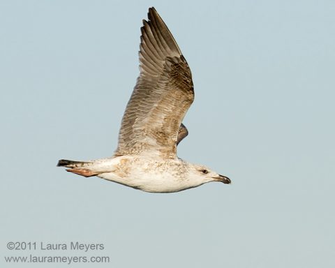 Herring Gull in flight