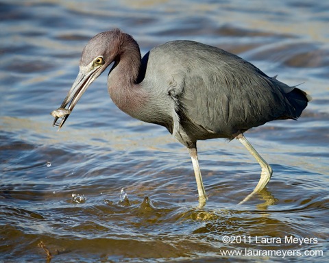 Little Blue Heron
