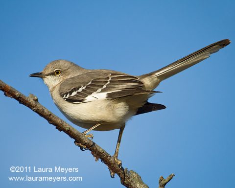 Northern Mockingbird