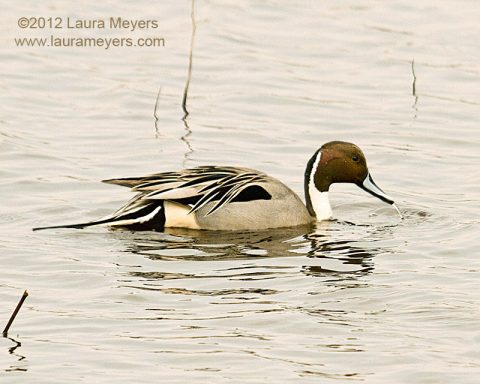 Northern Pintail