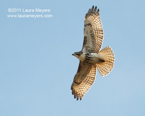 Red-tailed Hawk in flight