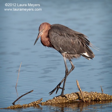 Reddish Egret
