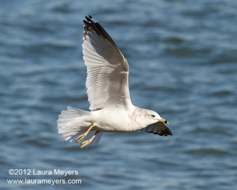 Ringed-bill Gull in flight