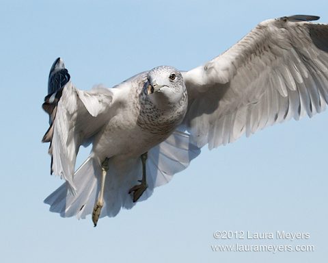 Gull in flight