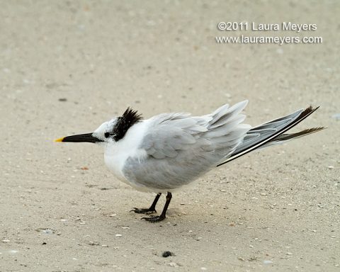 Sandwich Tern