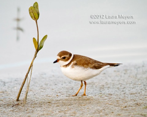 Semipalmated Plover