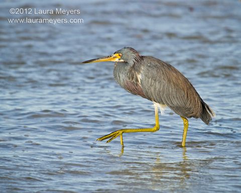 Tricolored Heron