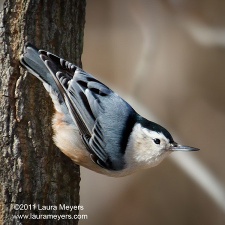 White-breasted Nuthatch