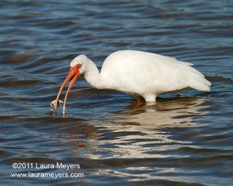 White Ibis with Fish
