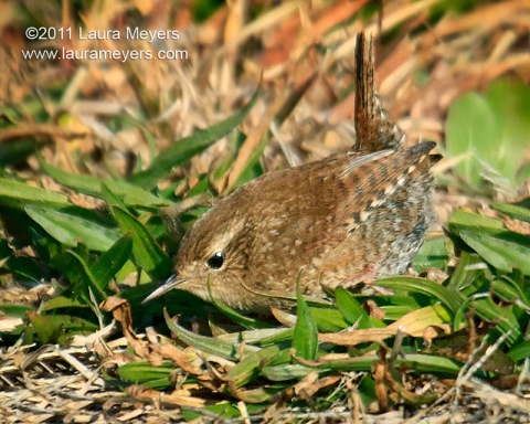 Winter Wren