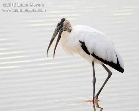 Wood Stork