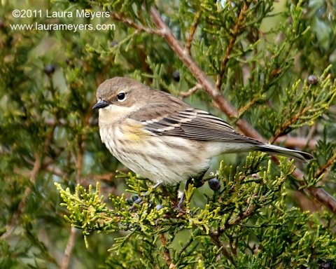 Yellow-rumped Warbler