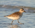 black-bellied_plover_fmb_8822