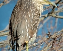 Black-crowned Night-Heron