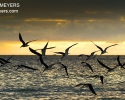 Black Skimmers in flight