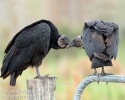 Black Vultures