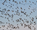 Brants in flight