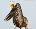Brown Pelican Adult
