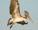 Brown Pelican