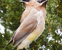 Cedar Waxwings