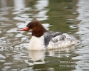 Common Merganser Female