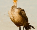 Double-crested Cormorant immature