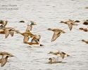 Ducks in flight