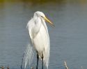 Great Egret