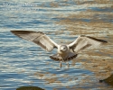 Gull in flight