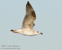 Herring Gull in flight
