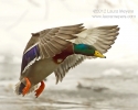 Mallard Duck in flight