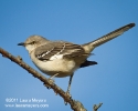 Northern Mockingbird