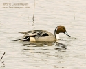 Northern Pintail