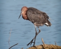 Reddish Egret