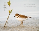 semipalmated_plover_fmb_5028