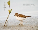 Semipalmated Plover