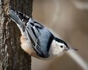 White-breasted Nuthatch