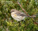 Yellow-rumped Warbler