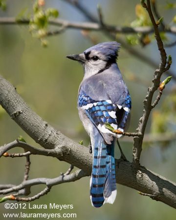 Blue Jay