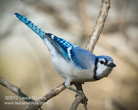 Blue Jay