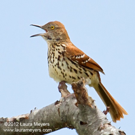 Brown Thrasher